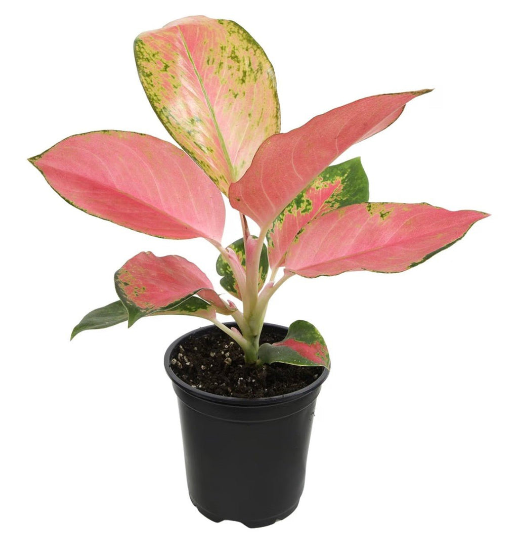 China Red Aglaonema – Chinese Evergreen Live Plant - Living Foods Holistics