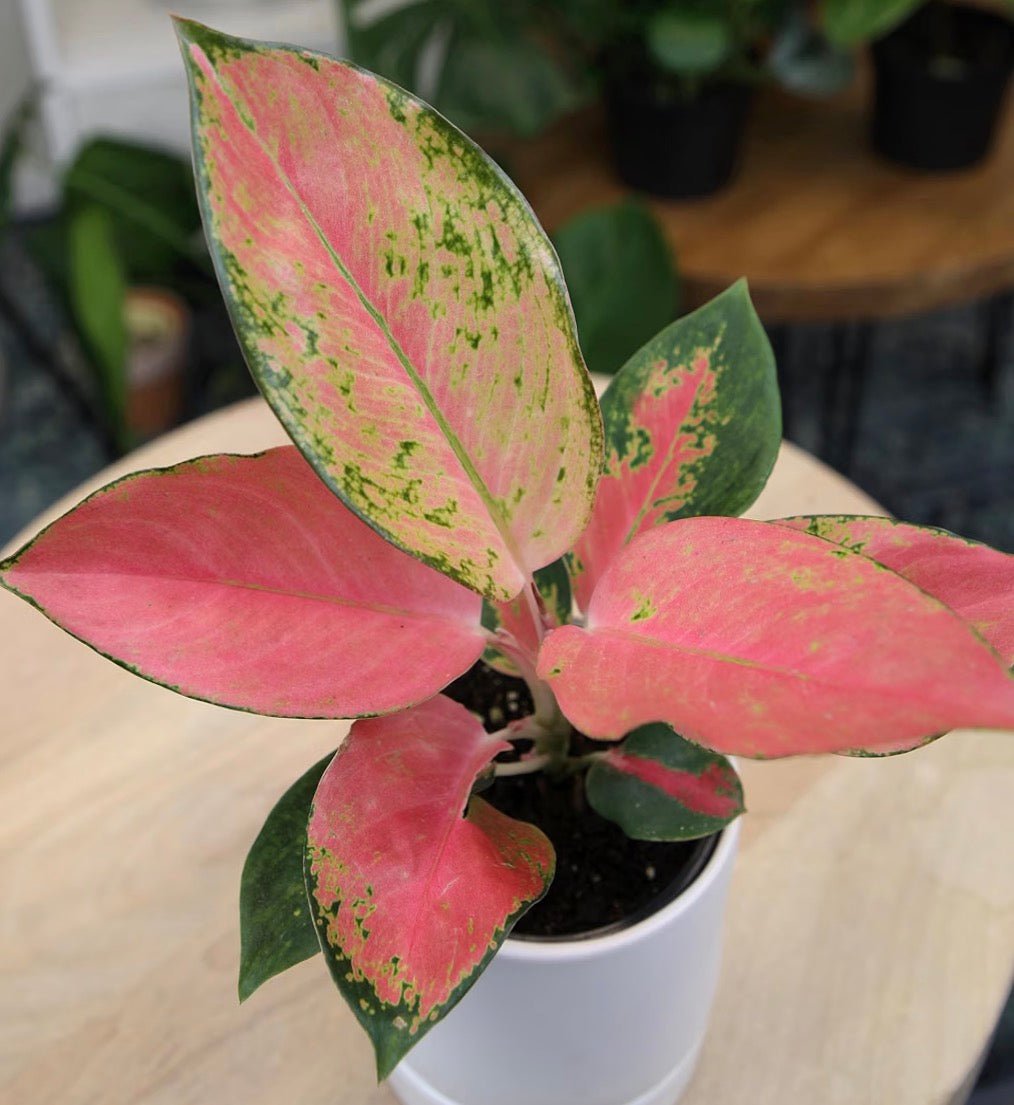 China Red Aglaonema – Chinese Evergreen Live Plant - Living Foods Holistics