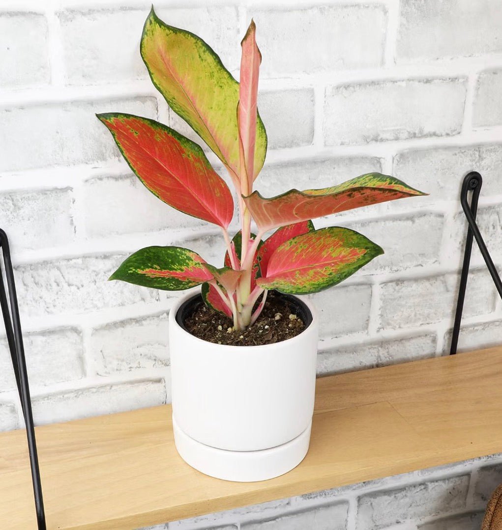 China Red Aglaonema – Chinese Evergreen Live Plant - Living Foods Holistics
