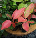 China Red Aglaonema – Chinese Evergreen Live Plant - Living Foods Holistics