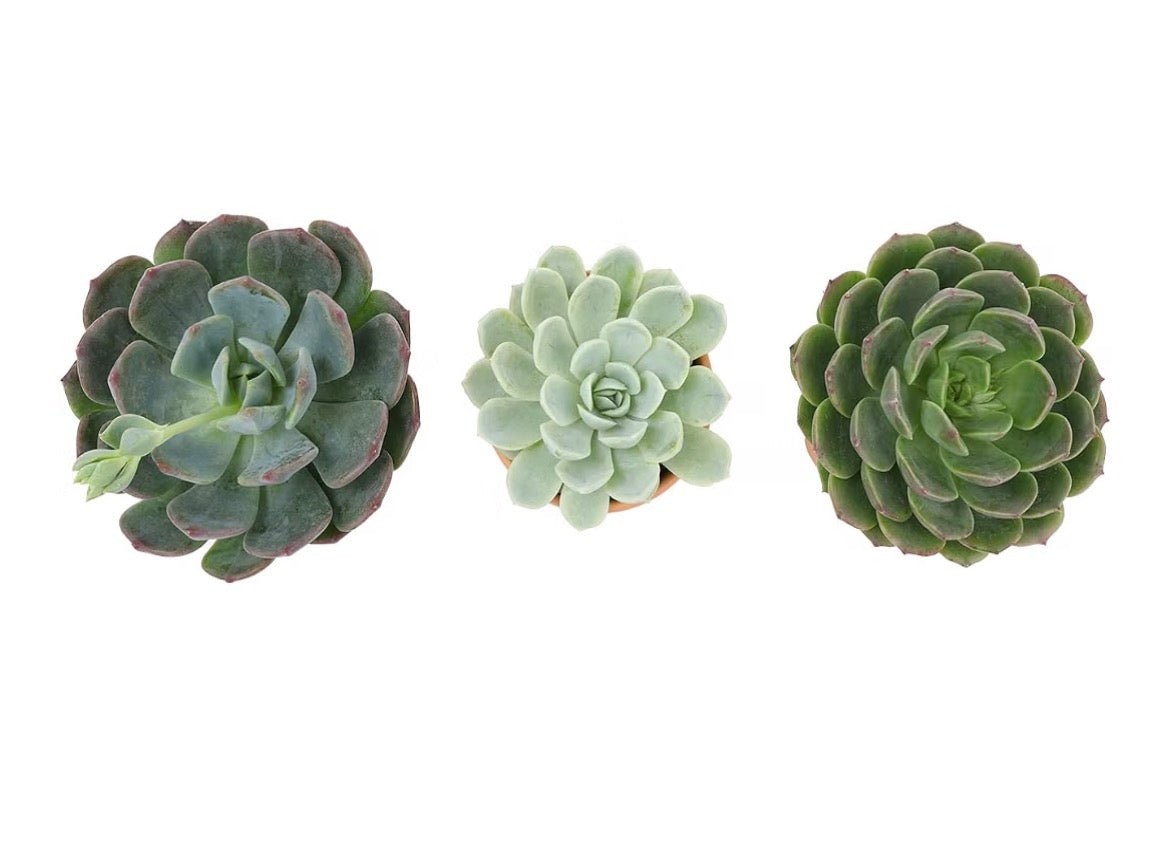 Deluxe 3-Piece Echeveria Succulent Collection - Living Foods Holistics