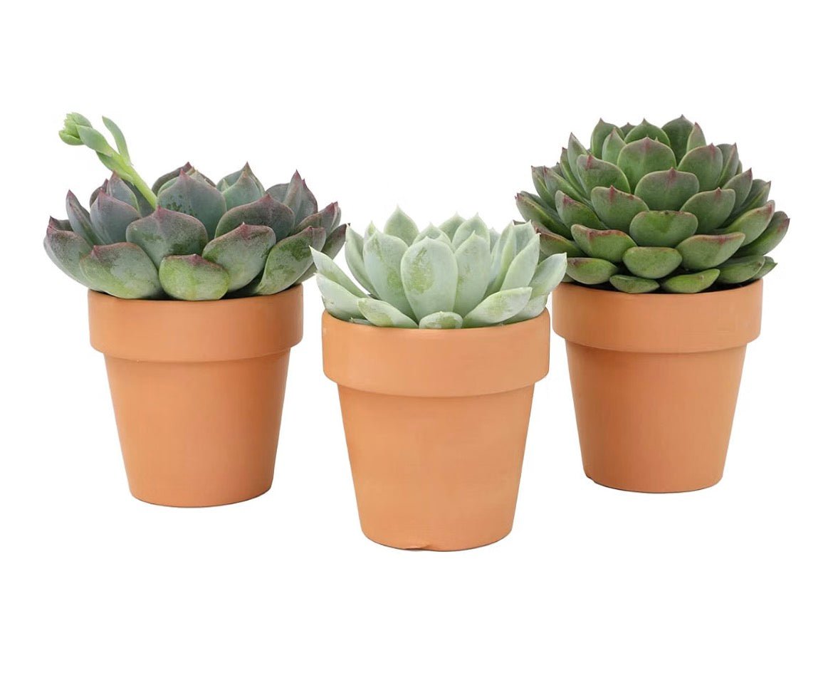 Deluxe 3-Piece Echeveria Succulent Collection - Living Foods Holistics