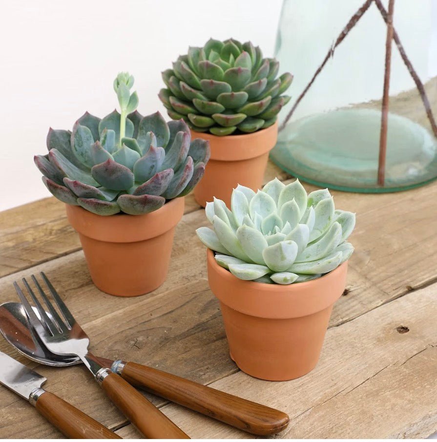 Deluxe 3-Piece Echeveria Succulent Collection - Living Foods Holistics