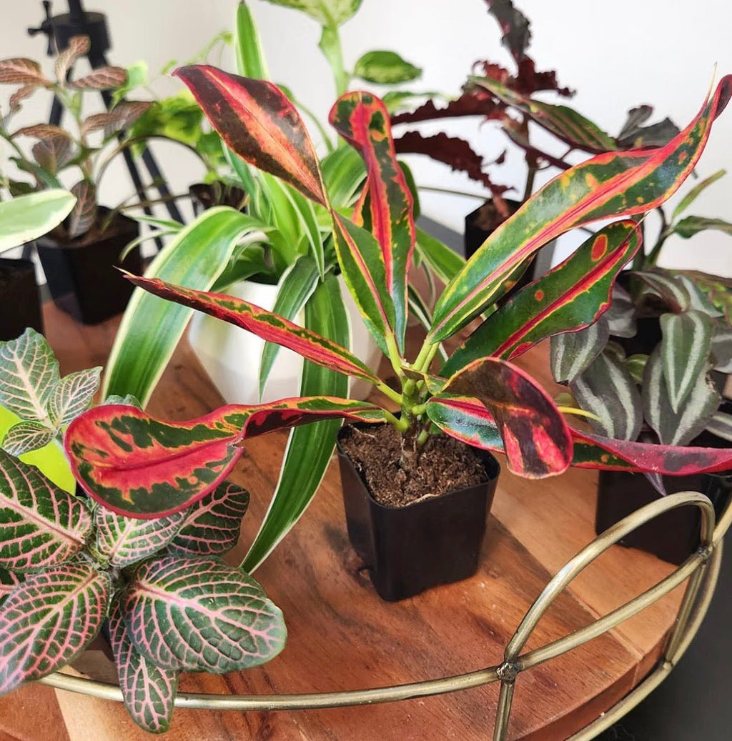Deluxe 6-Piece Living Plant Collection - Living Foods Holistics