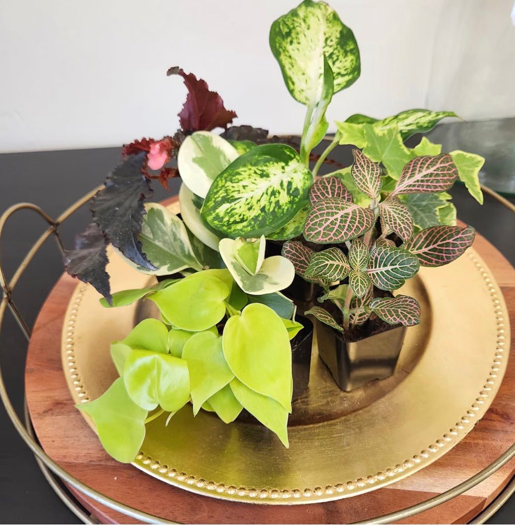 Deluxe 6-Piece Living Plant Collection - Living Foods Holistics