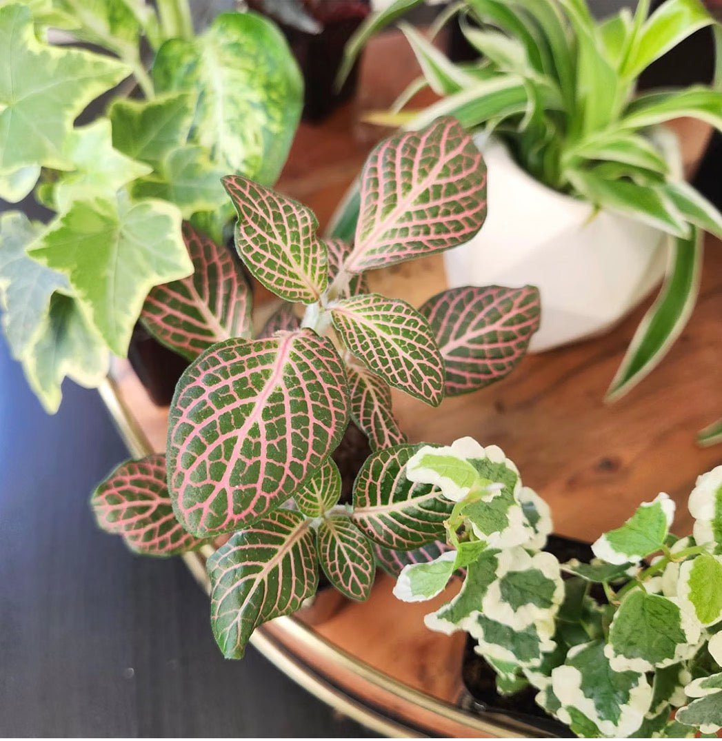 Deluxe 6-Piece Living Plant Collection - Living Foods Holistics