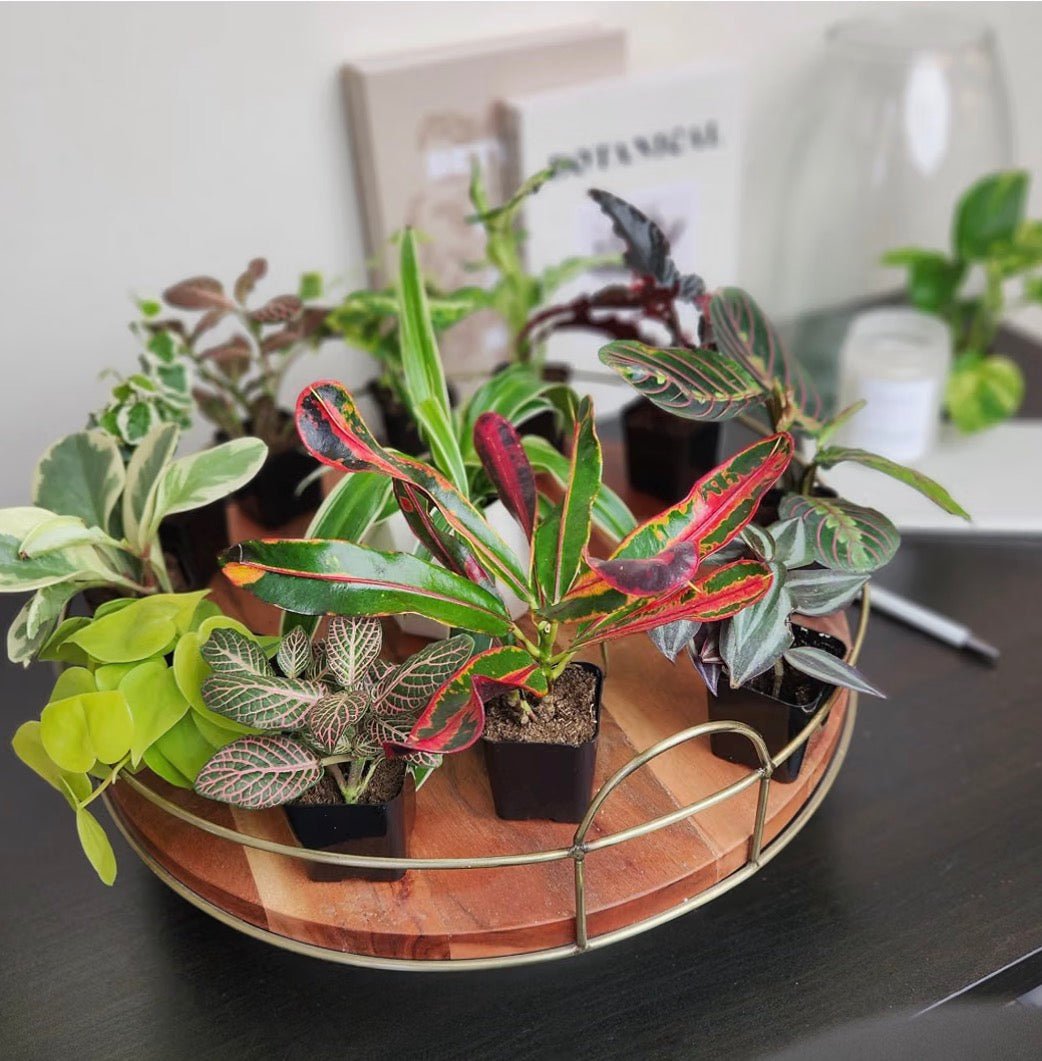 Deluxe 6-Piece Living Plant Collection - Living Foods Holistics