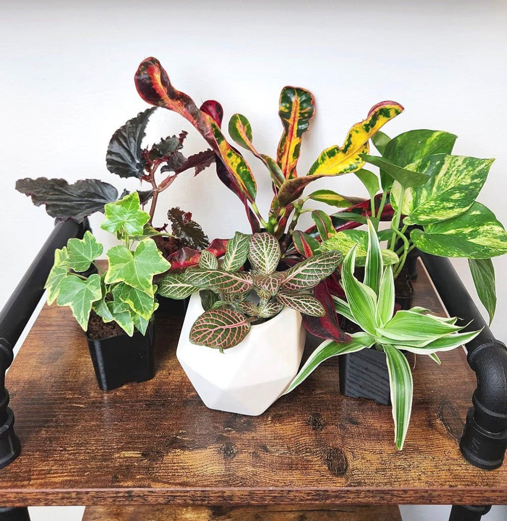 Deluxe 6-Piece Living Plant Collection - Living Foods Holistics