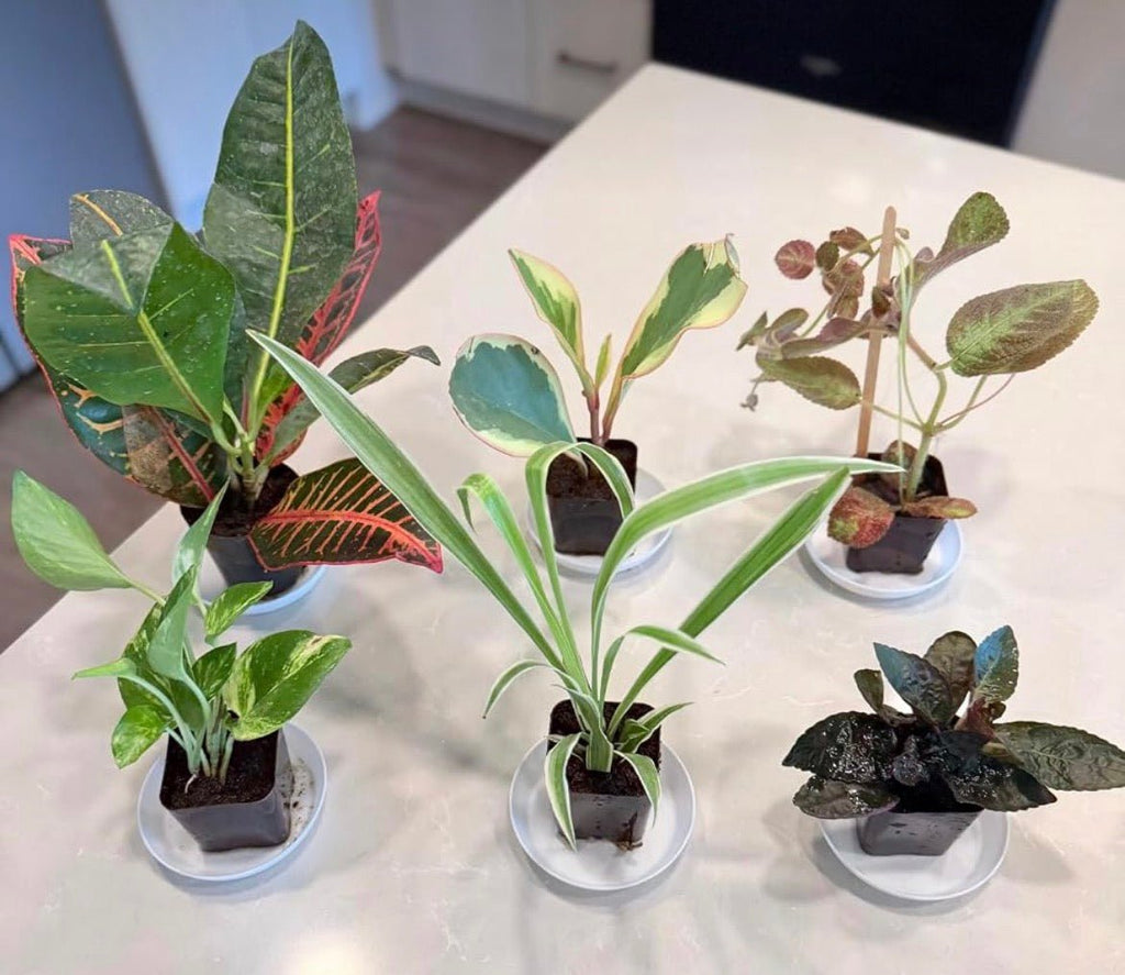 Deluxe 6-Piece Living Plant Collection - Living Foods Holistics