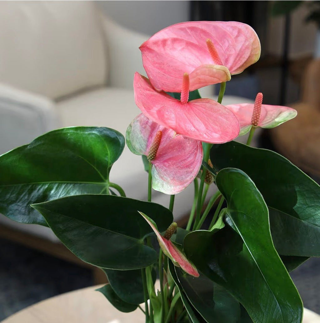 Pink Anthurium Live Plant - Living Foods Holistics