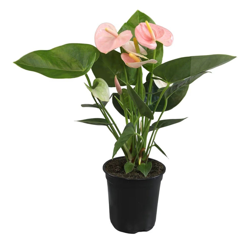 Pink Anthurium Live Plant - Living Foods Holistics