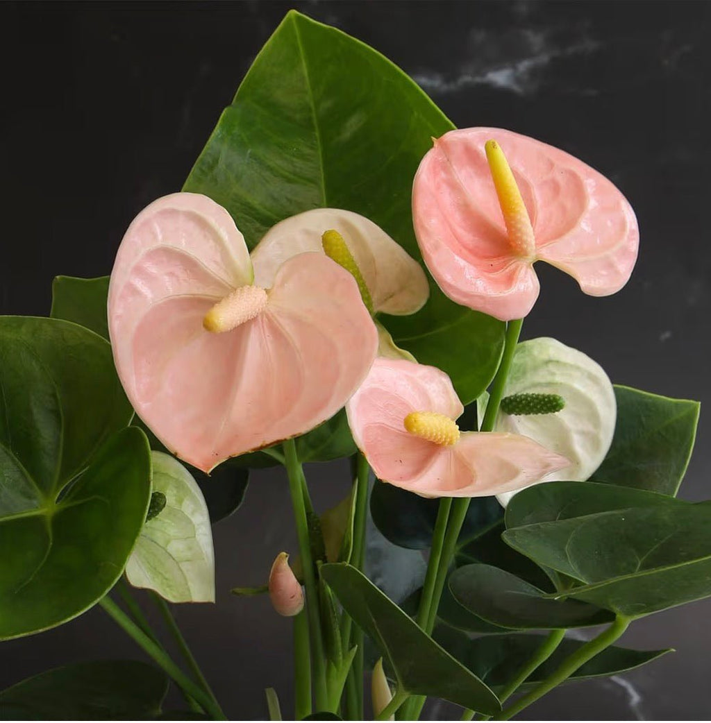 Pink Anthurium Live Plant - Living Foods Holistics