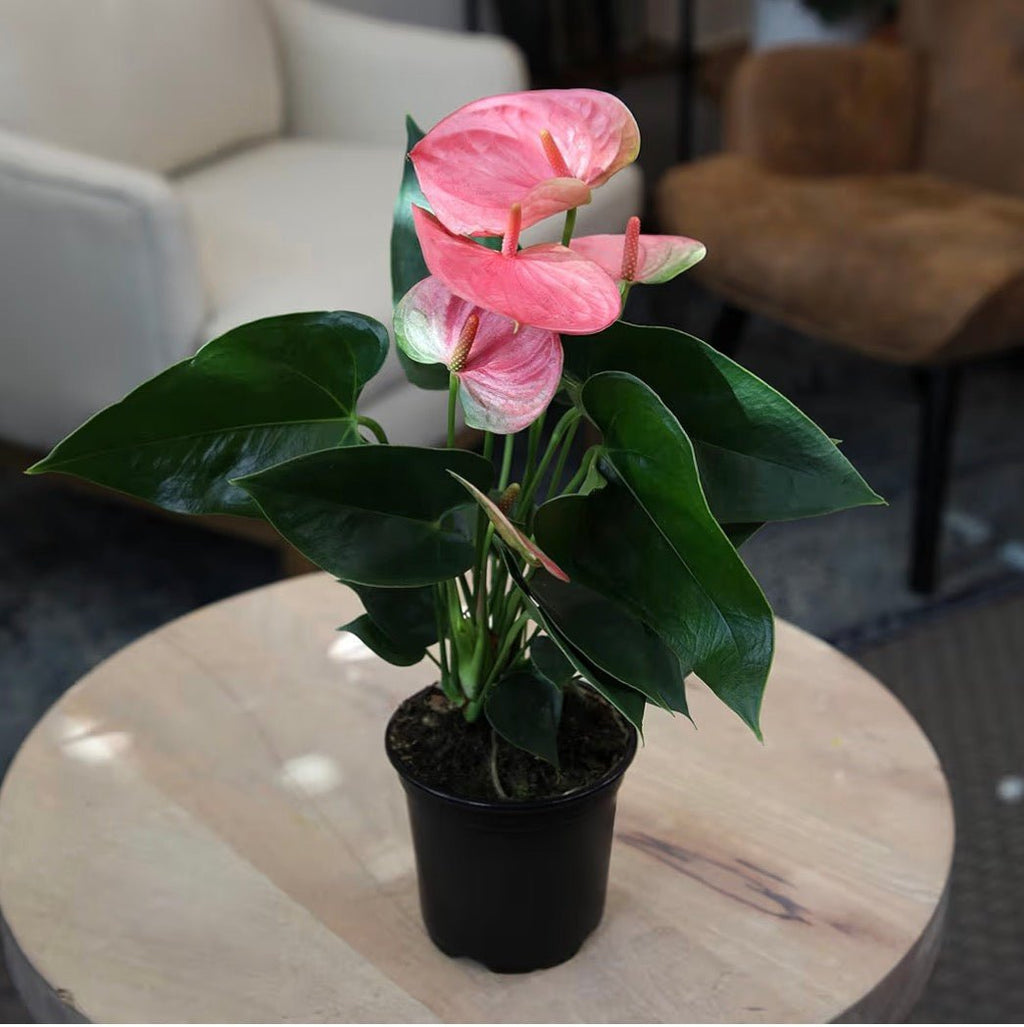 Pink Anthurium Live Plant - Living Foods Holistics