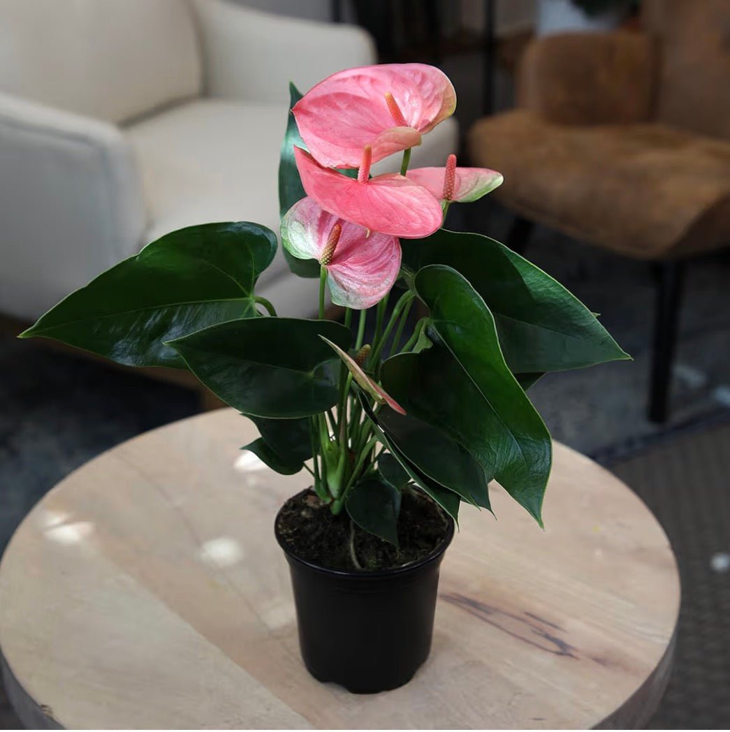 Pink Anthurium Live Plant - Living Foods Holistics