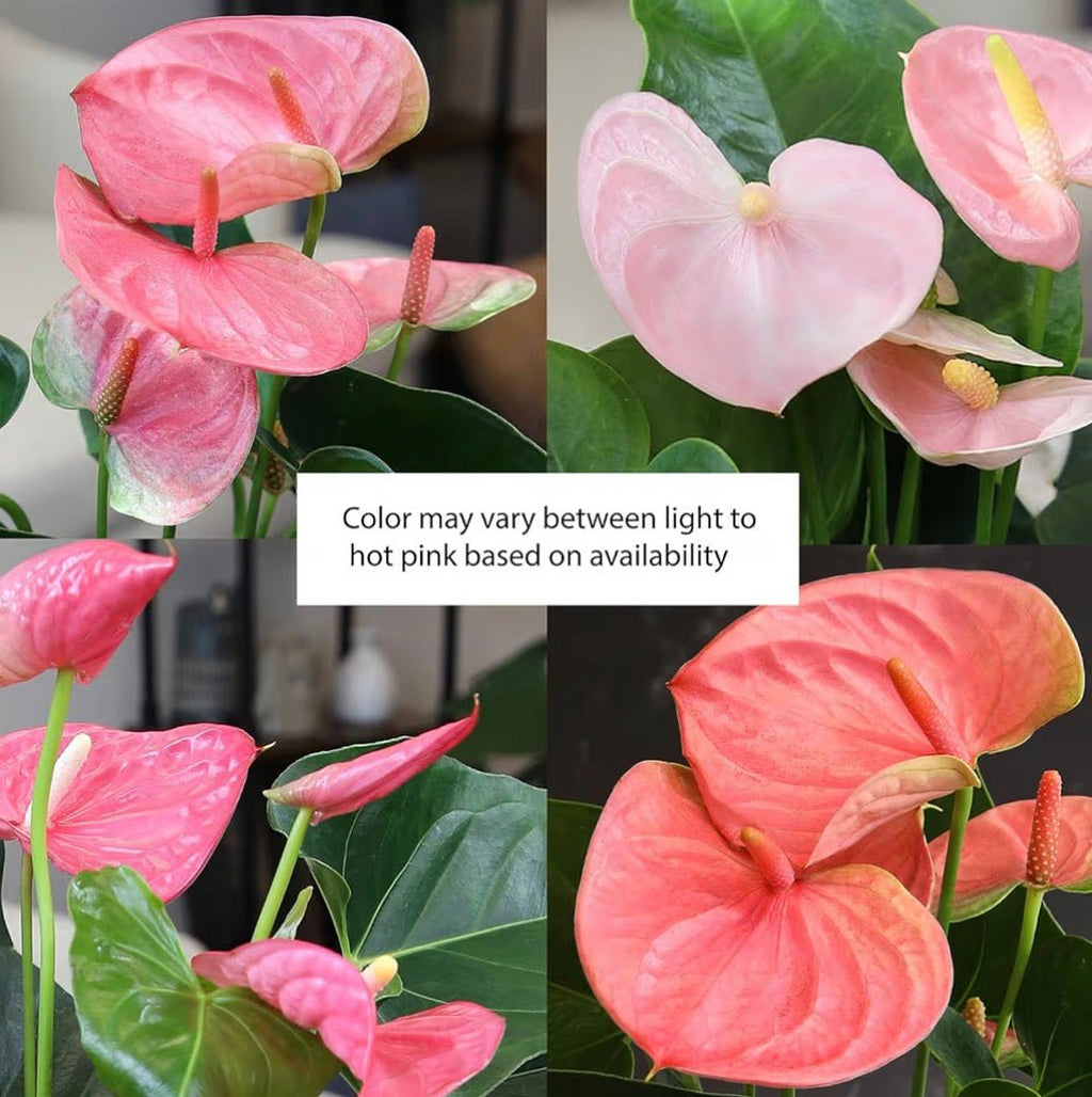 Pink Anthurium Live Plant - Living Foods Holistics